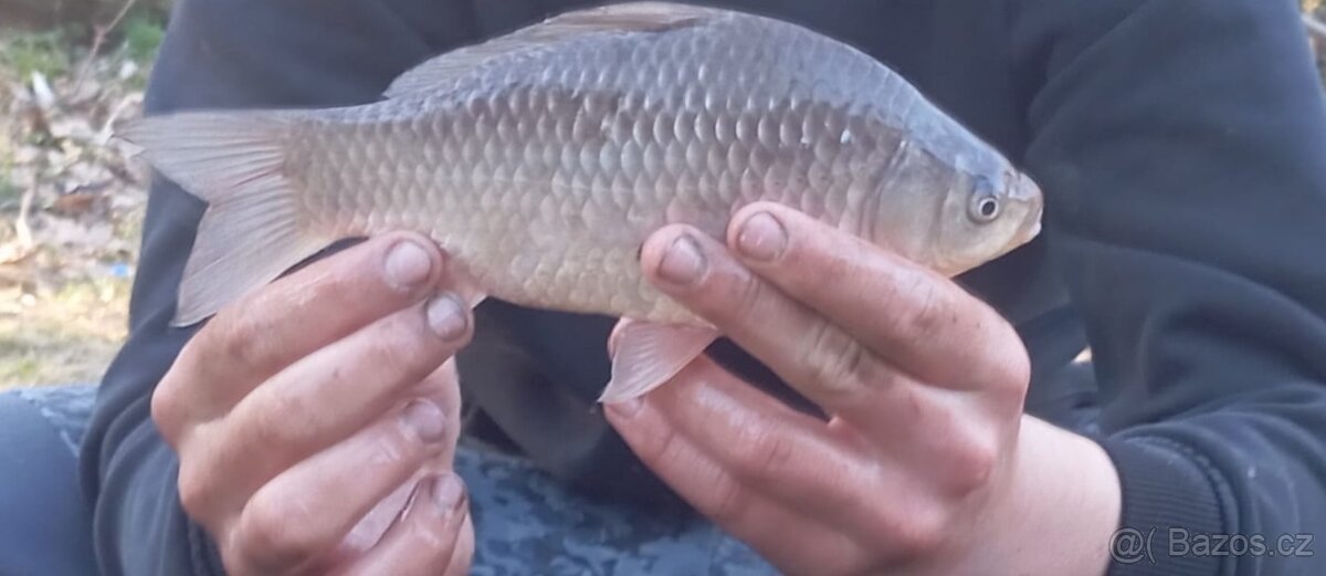 Karas stříbřitý - 6