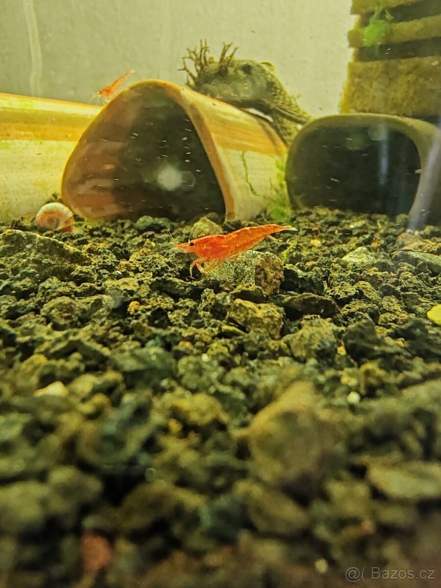 Prodej krevetek a doplňků - 6