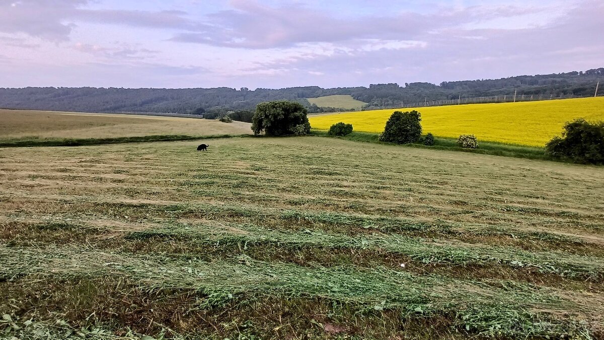 Seno luční - malé balíky - sklizeň 2025 - 6