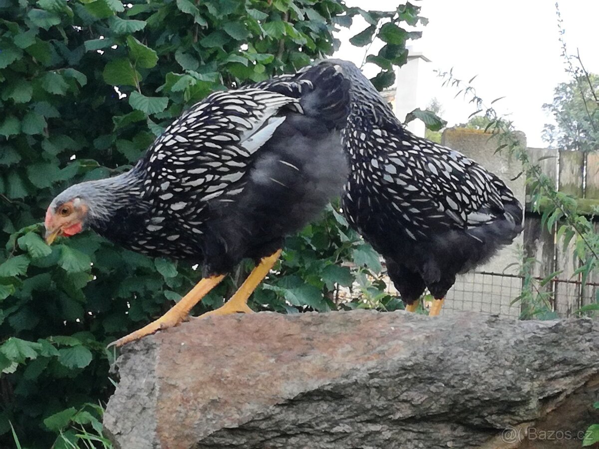 Kohouti Wyandotka - 6