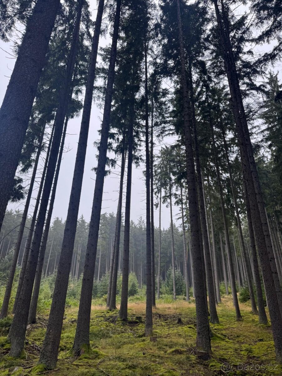 Prodám lesní pozemky v k.ú. Nicov - 6