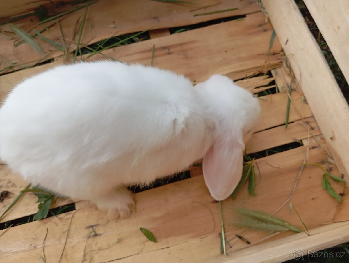 Králíčci beránci - 6