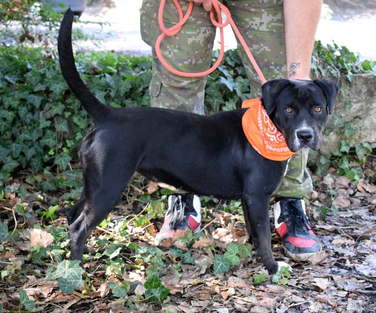 ADRIANA K ADOPCI - přátelská, umazlená, vděčná - 6