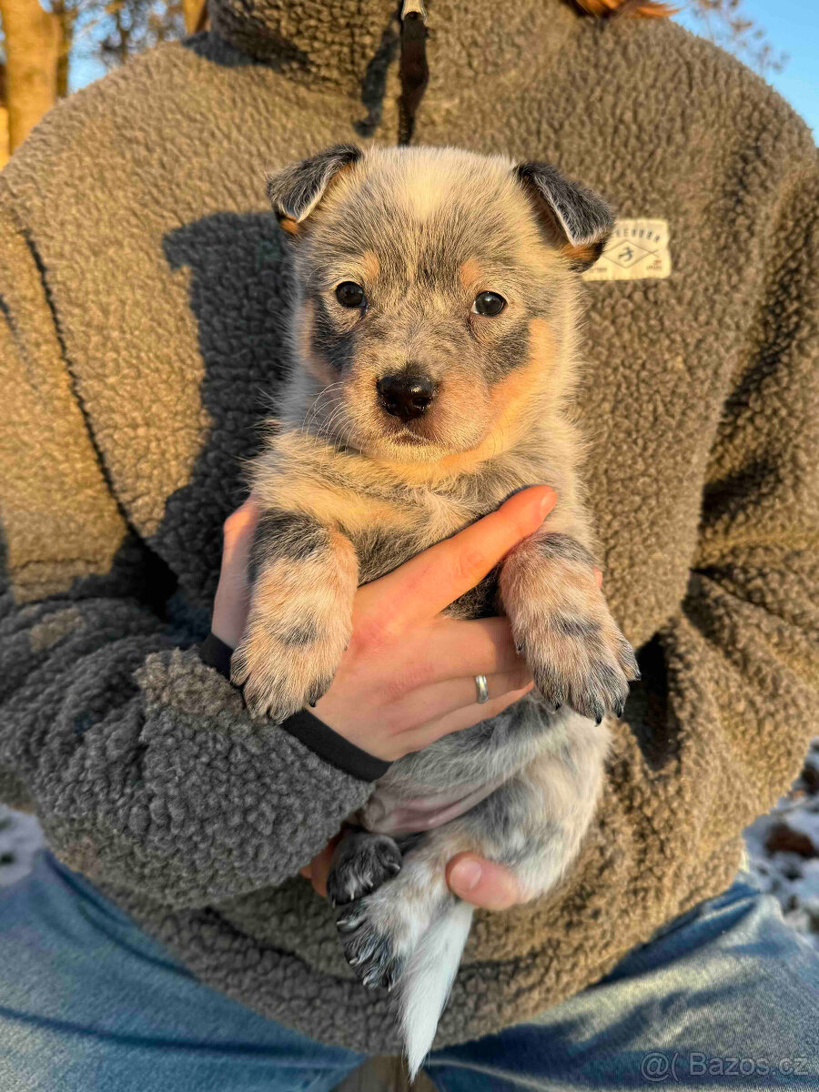 Australský honácký pes s PP - 6