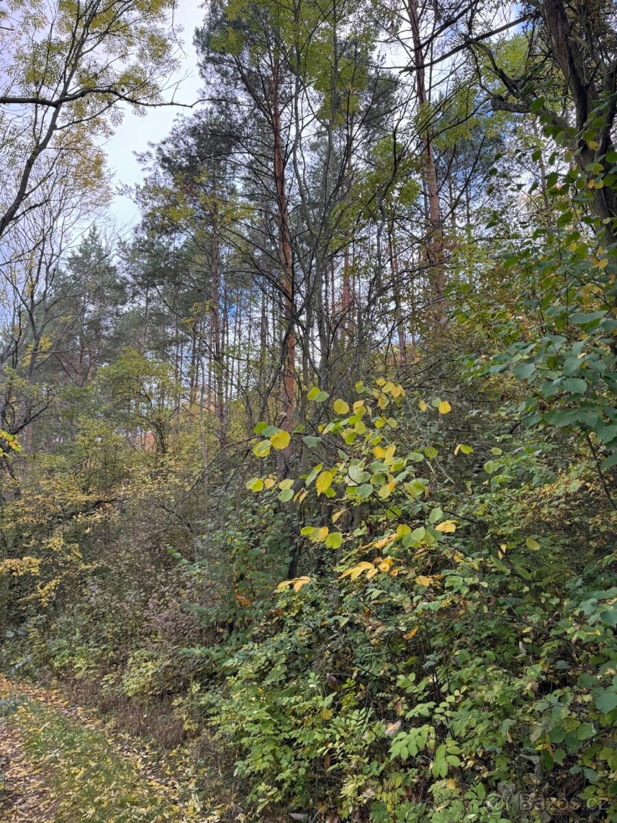 Prodej lesních pozemků v k.ú. Úlovice - 6