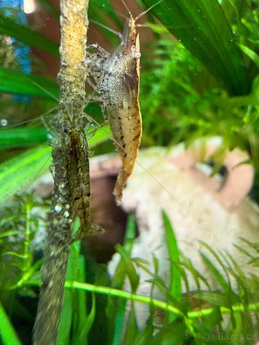 Krevetky Neocaridina - 6
