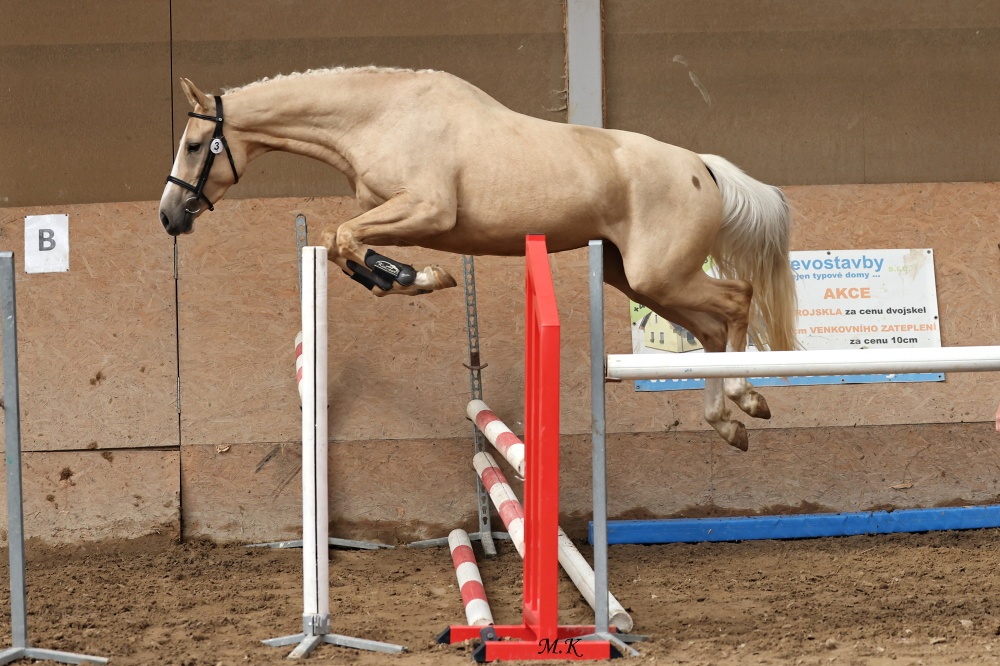 Prodám 3-letou klisnu Kůň Kinský, - 6