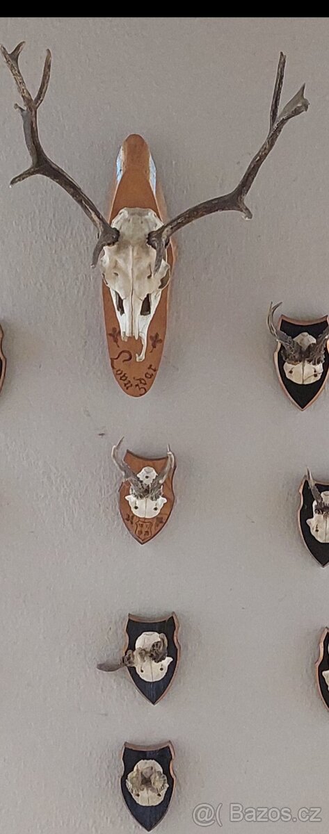 Parohy a paroží, bažant - 6