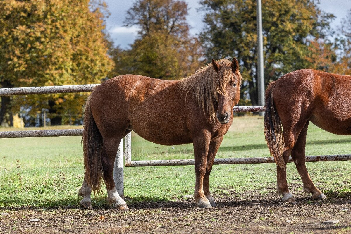 Dvě klisny slezskeho norika - 6