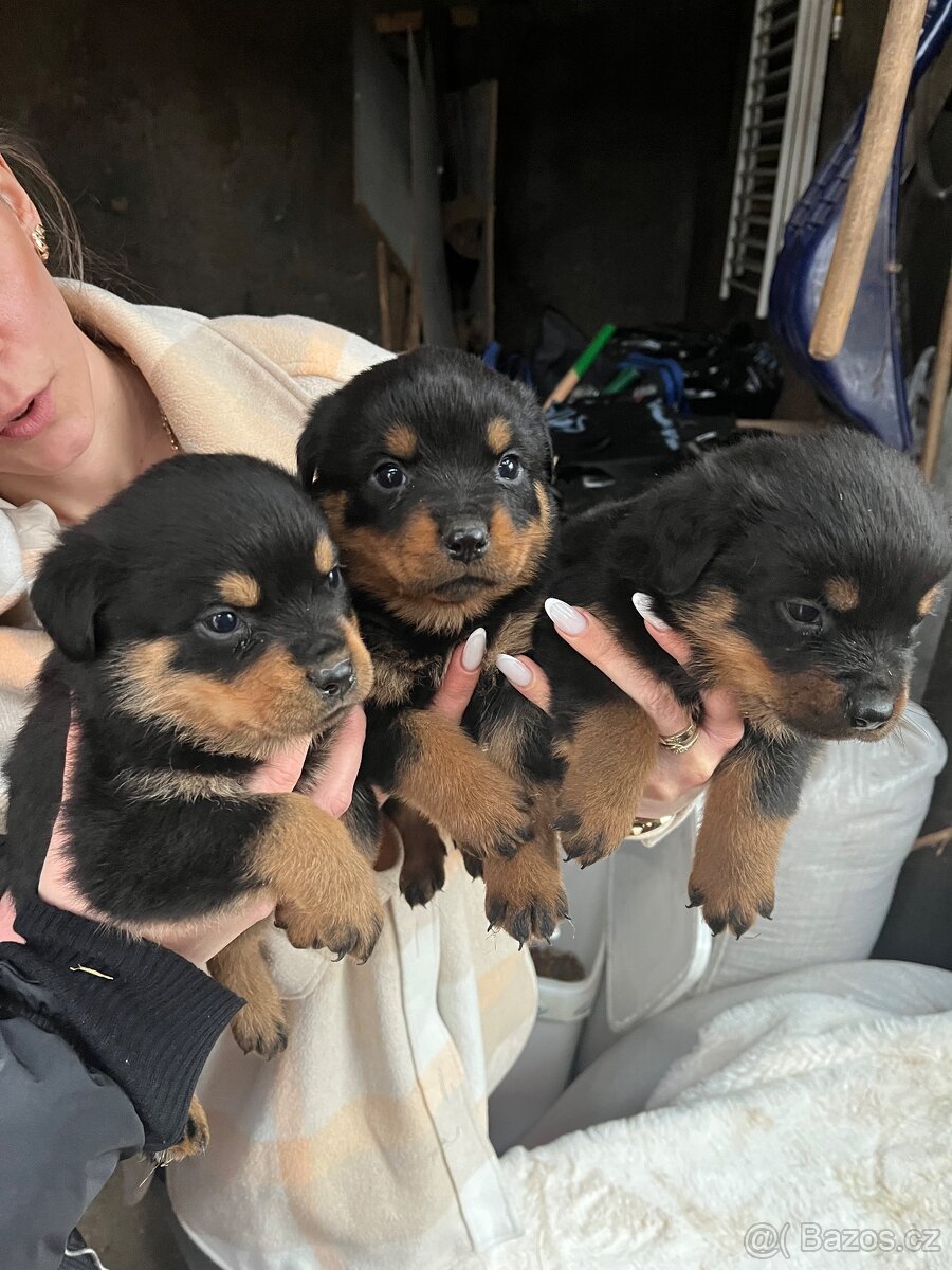 Štěňata rotvajlerů - 6