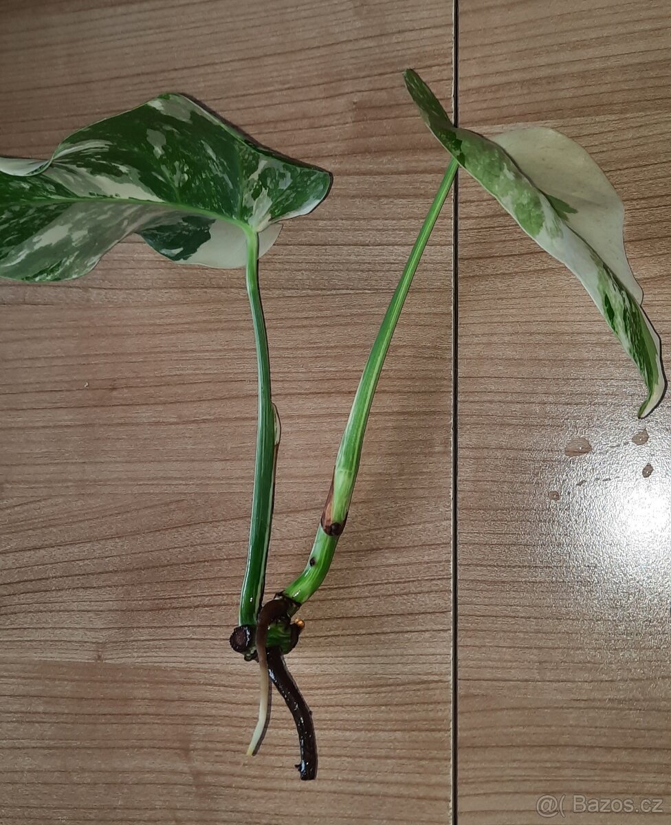 Monstera albo - různé řízky - 6