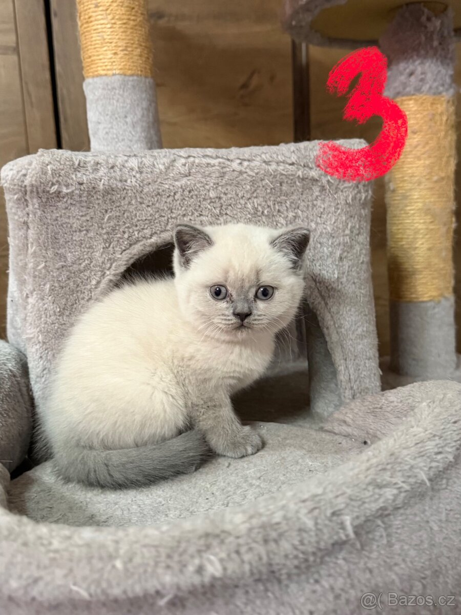 Britská koťata - 6
