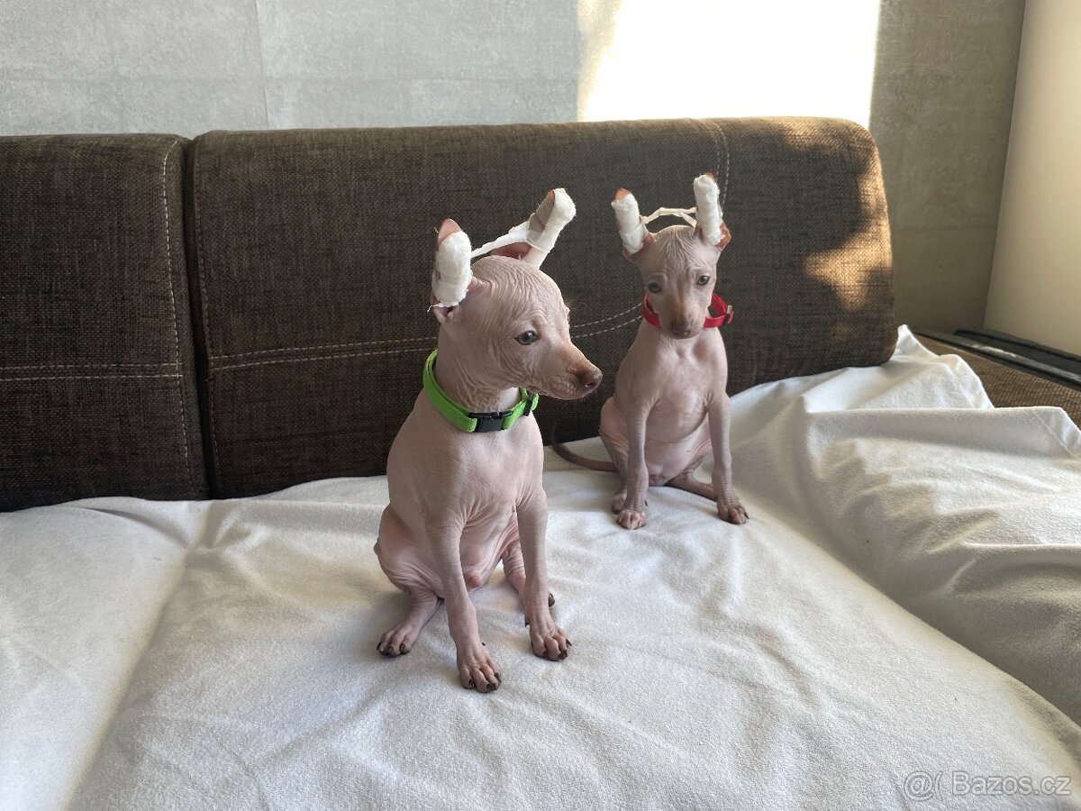 Peruánsky naháč malý - Anthoni - 6