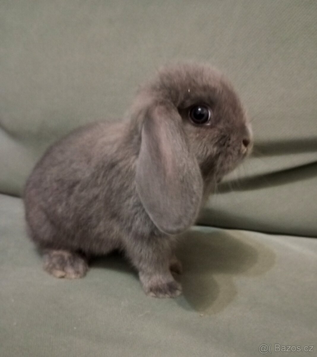 Zakrslý beránek králíček - 6