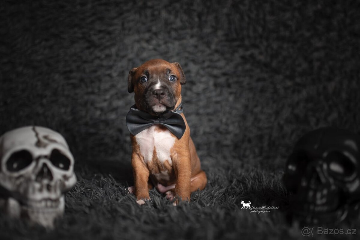 Americký stafordšírský teriér s PP - 6