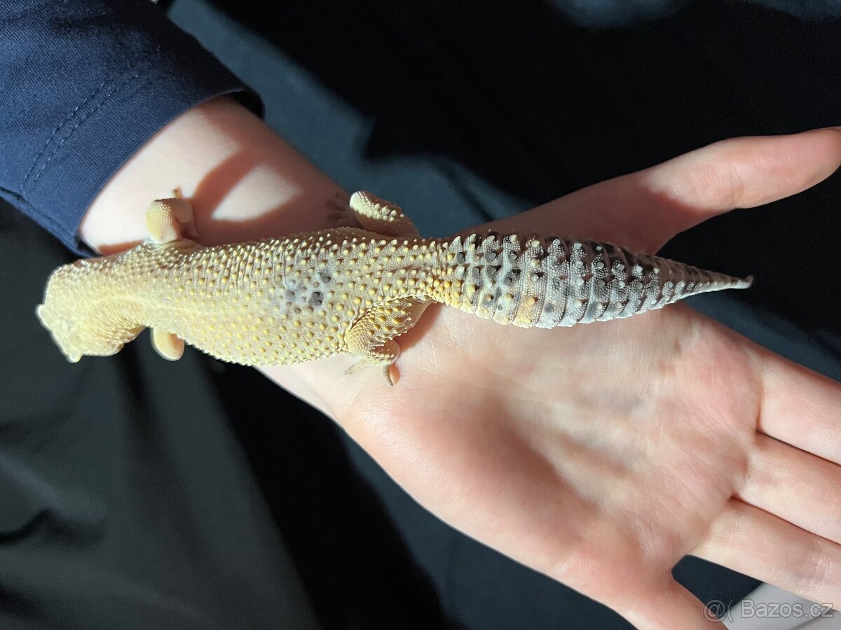 Prodám Gekončík Noční - 6