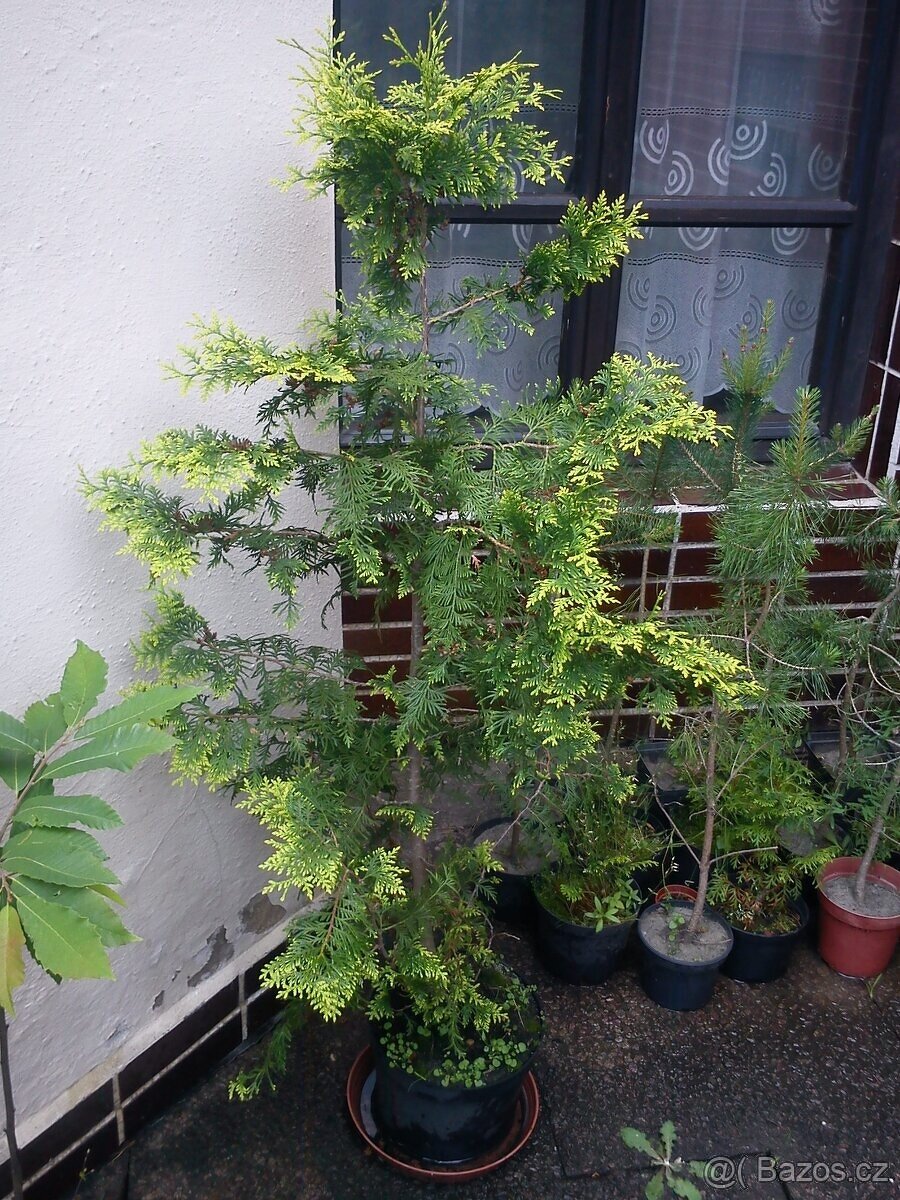 Borovice, smrčky, túje a další dřeviny - 6