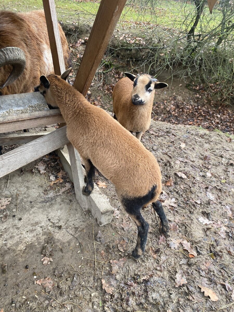 Ovce kamerunská - 6