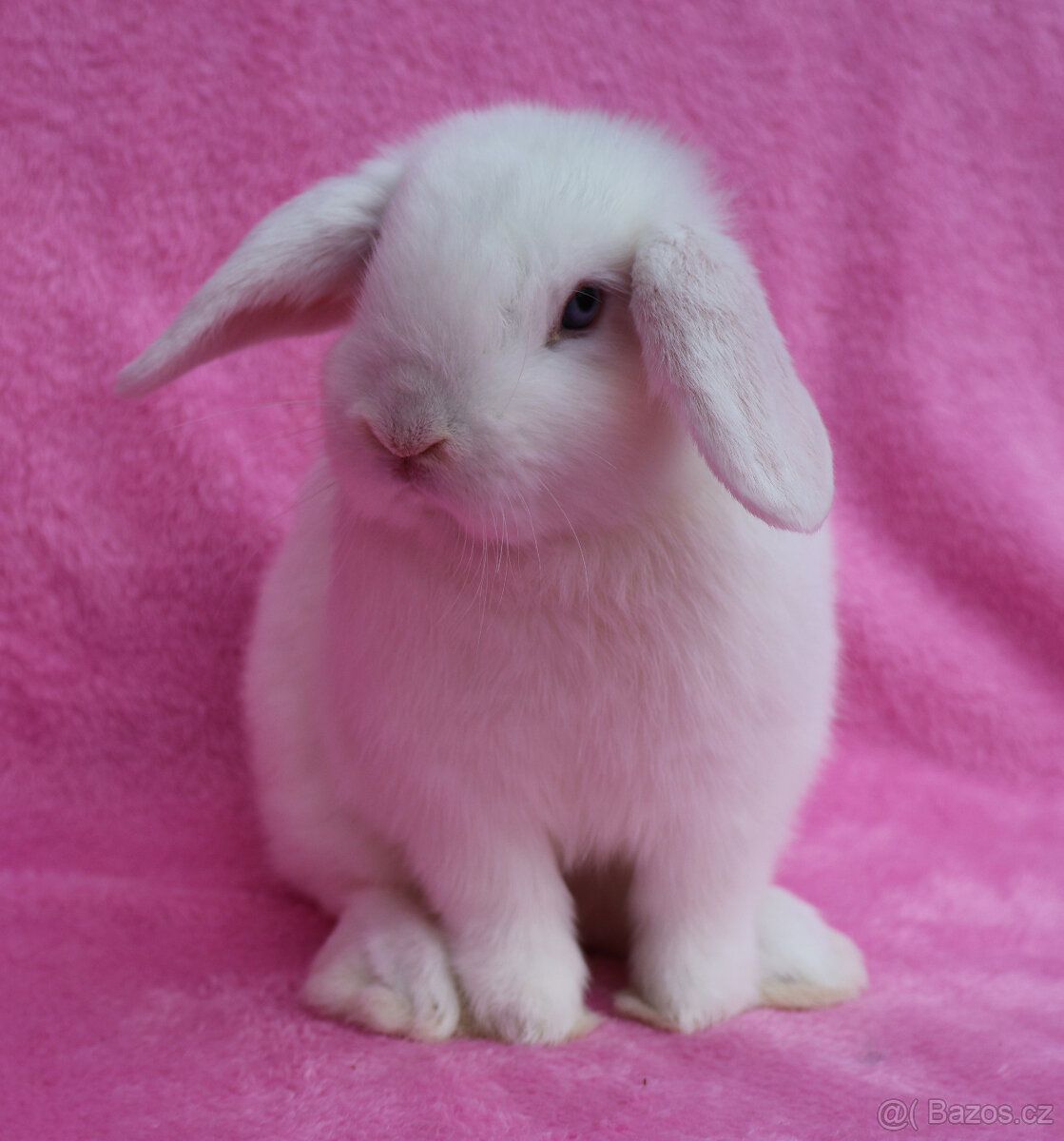 Modrooký zakrslý beránek . - 6