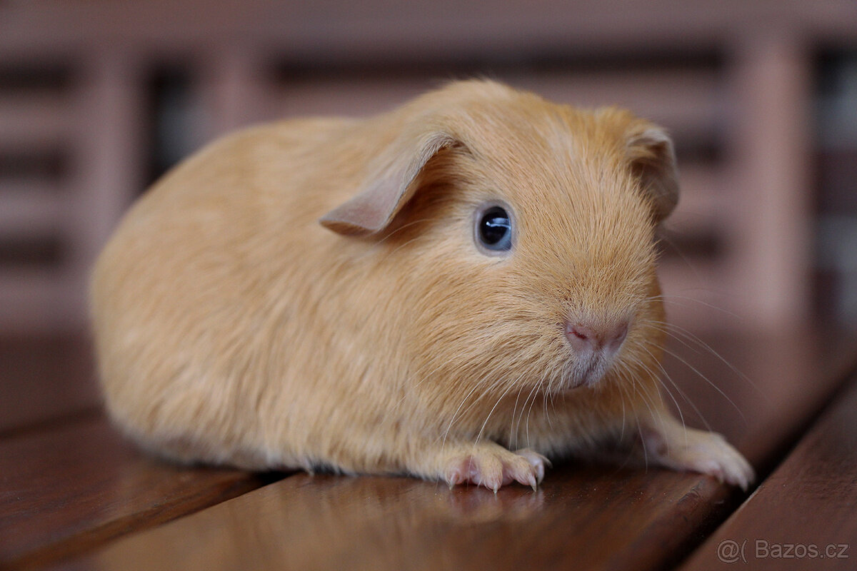 Morče, morčata, morčátko s PP - krátkosrstá - 6