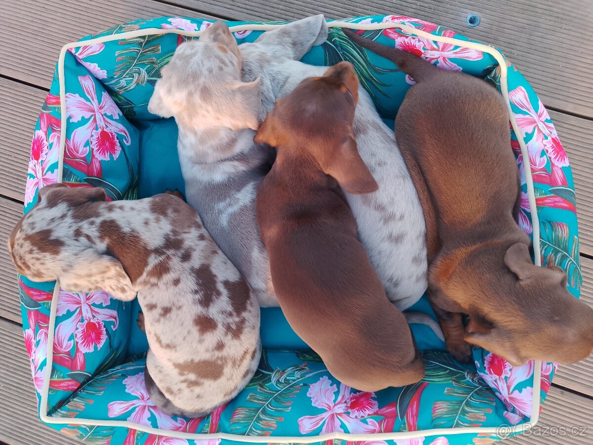 Trpasličí hladkosrstý jezevčík - 6