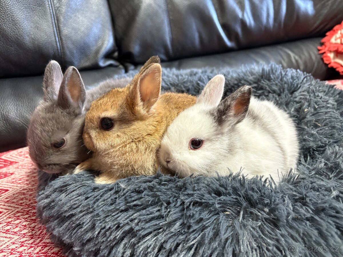 ♥️zakrslý králík - mimča již k odběru 🐰 - 6