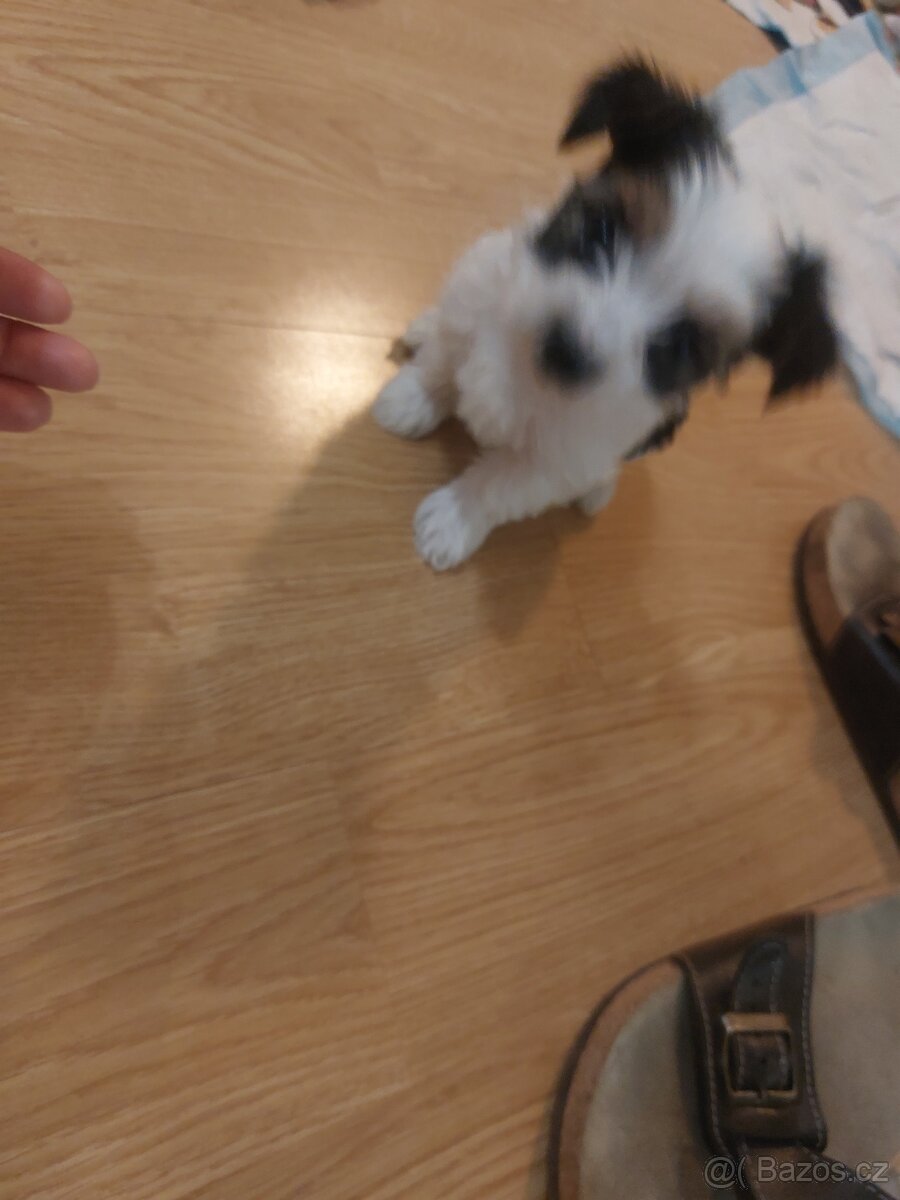 Biewerterier prodej - 6