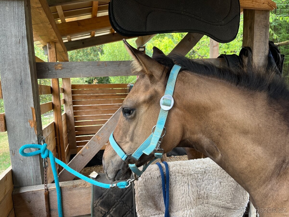 Hřebeček QH - 6