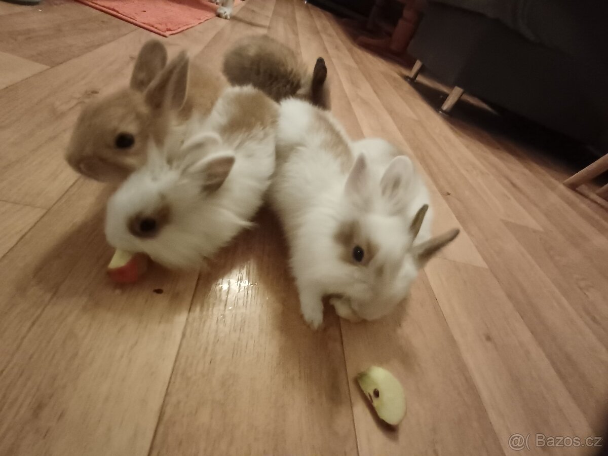 Zakrslí králík. - 6