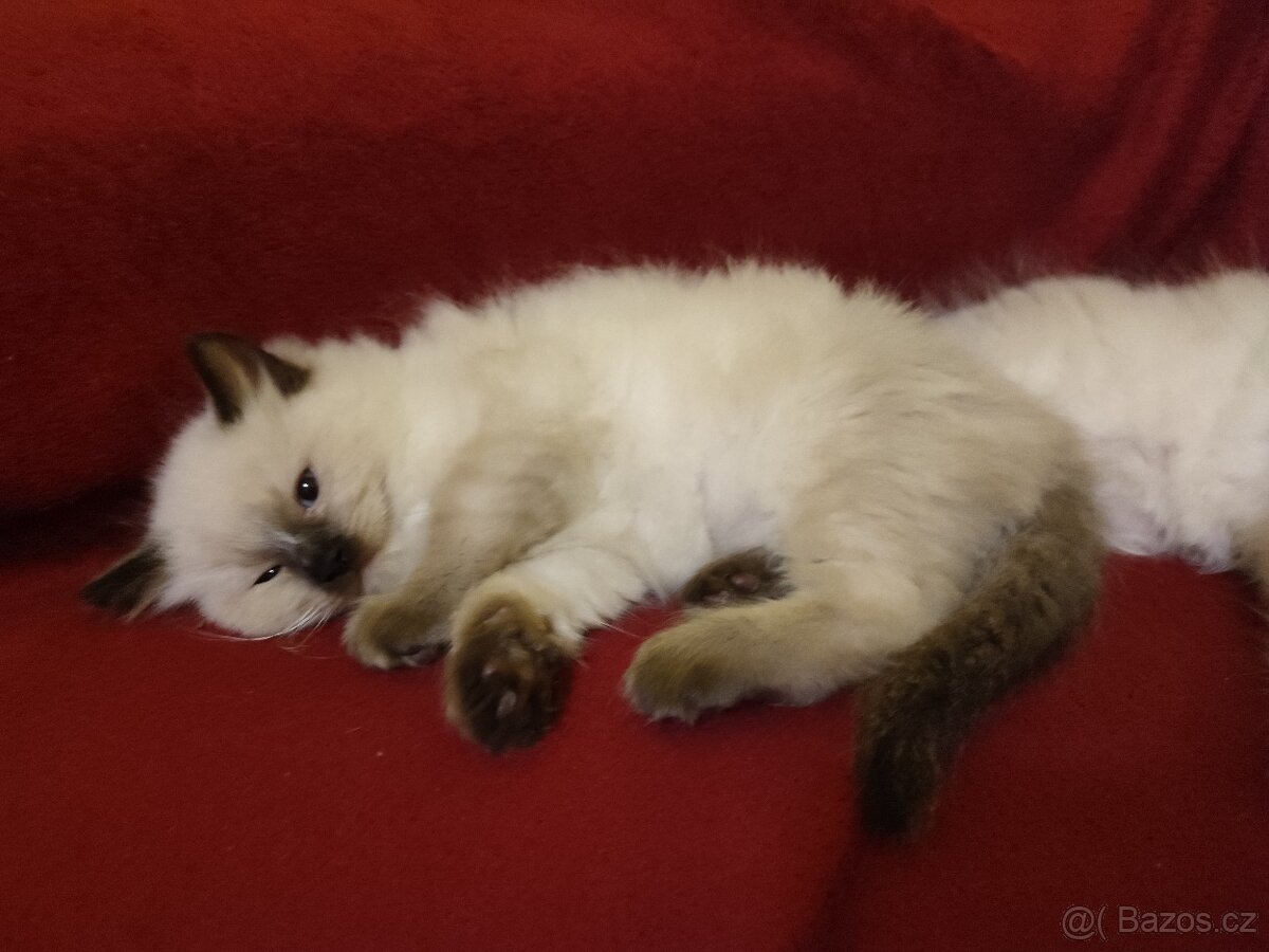Ragdoll koťátka bez PP - 6