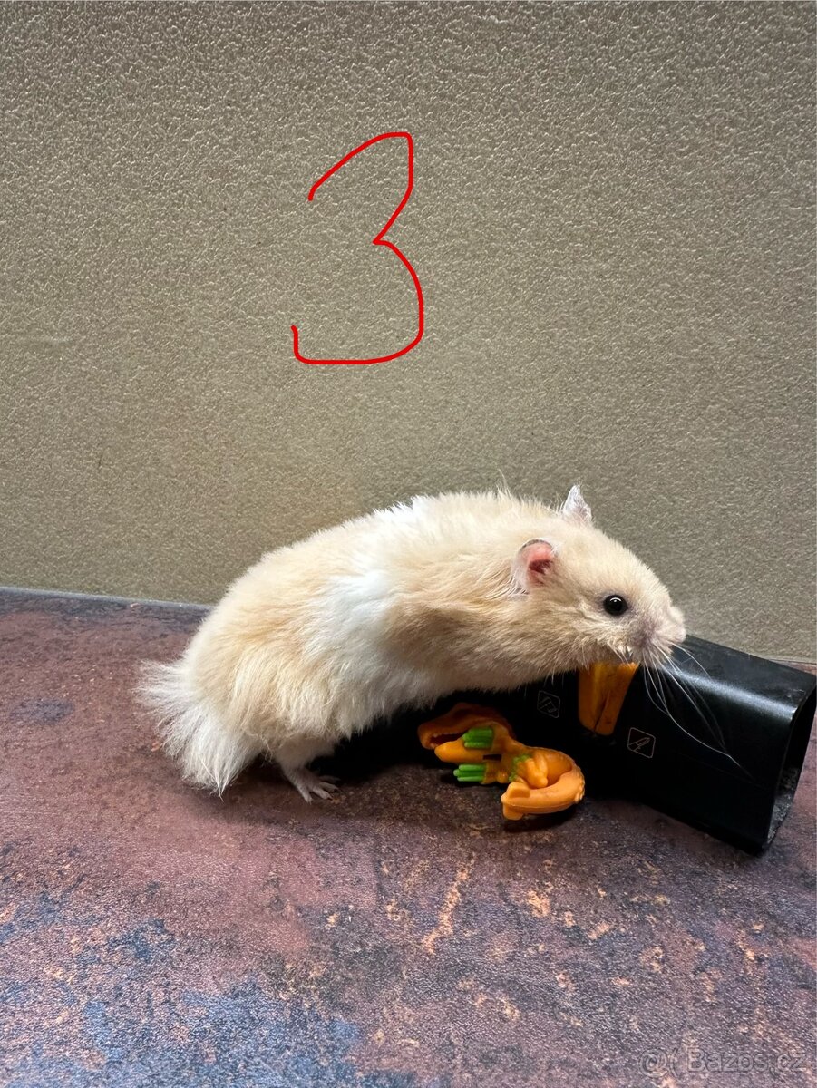 Křeček zlatý, syrský - 6