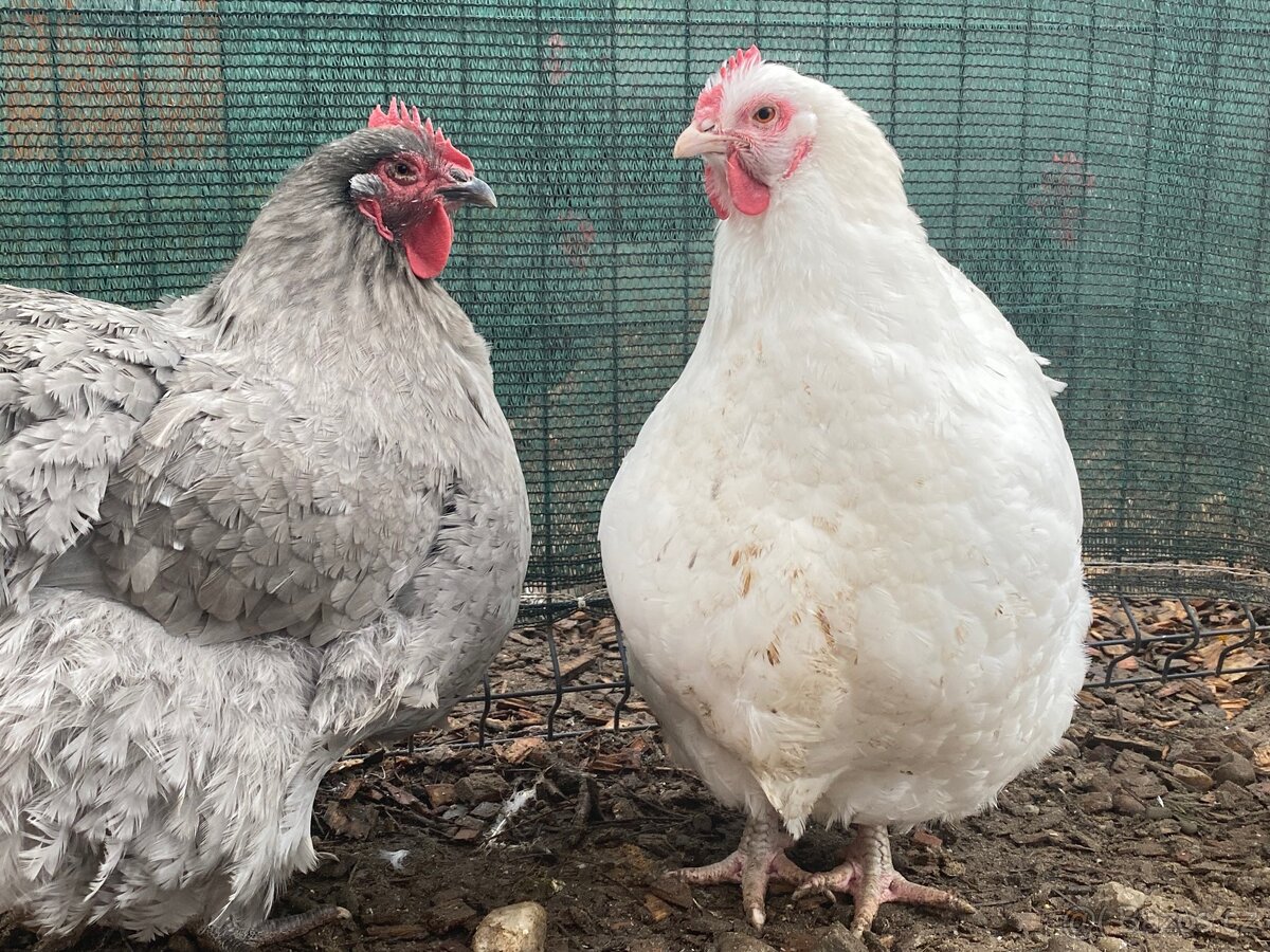 Orpingtonka velká bílá chovný kmen - 6