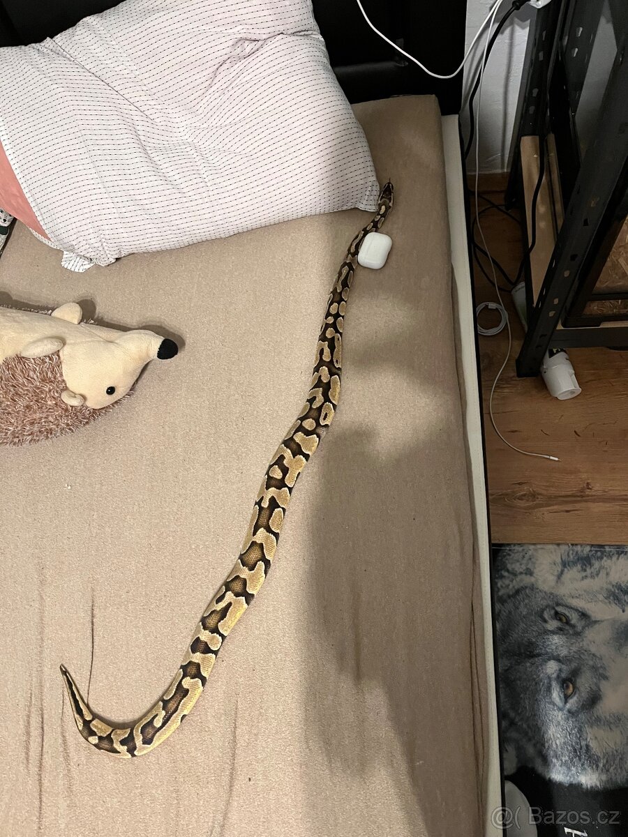 Krajta královská - python regius - 6