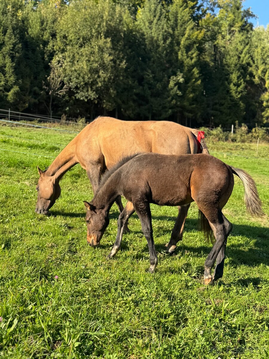 Qh hřebeček- dark buckskin - 6