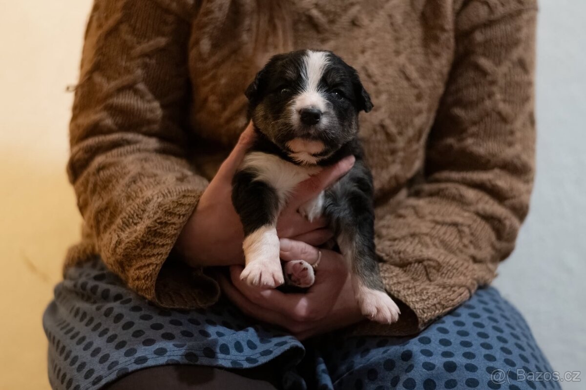 Štěňata kříženci, středně velcí - 6