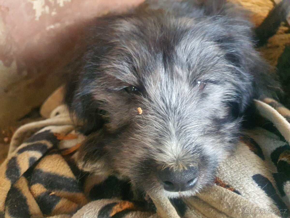 stene krizenec borderkolie× bretansky ohar/holandsky pinc - 6