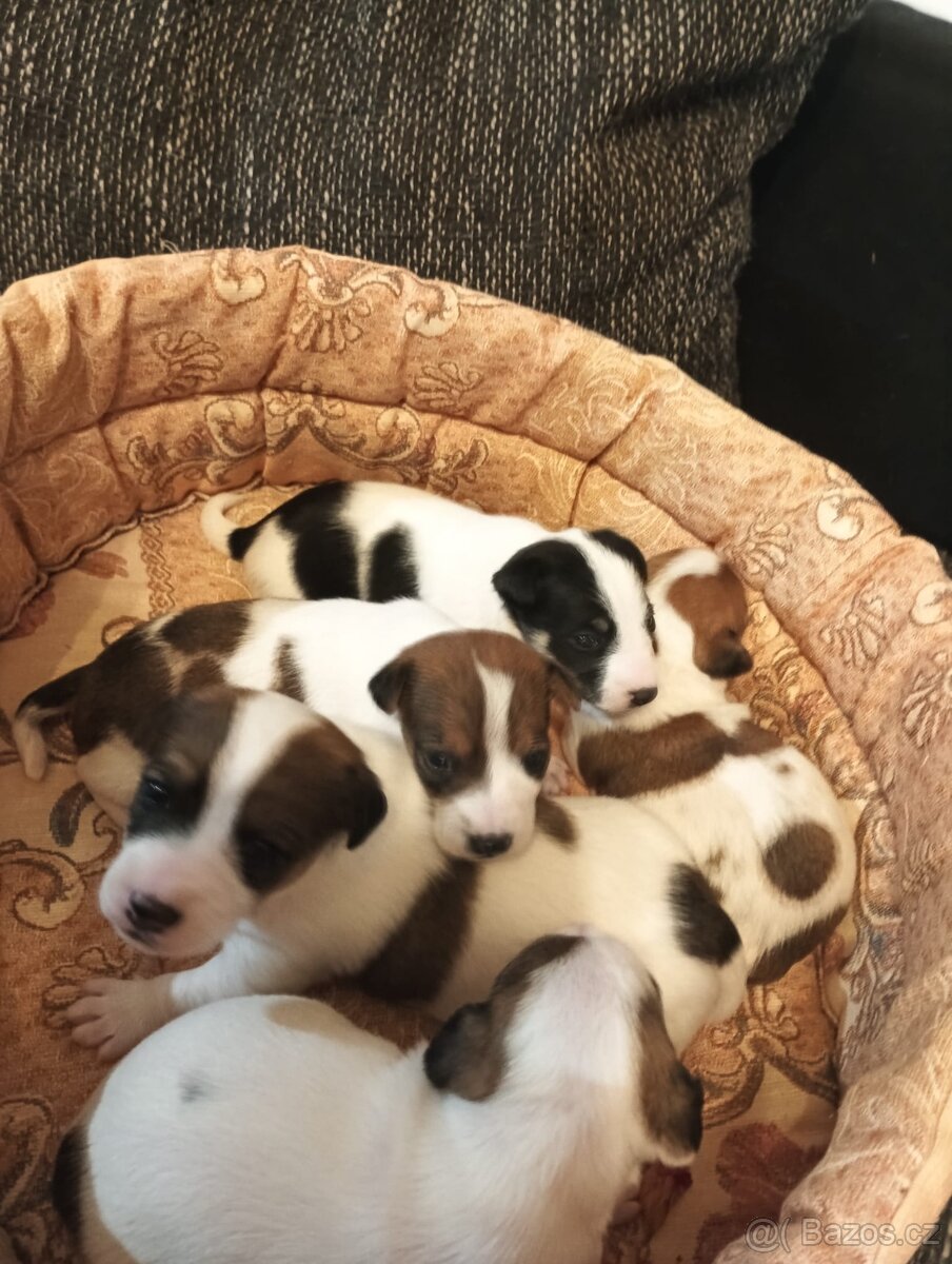 Jack Russell teriér bez PP - 6