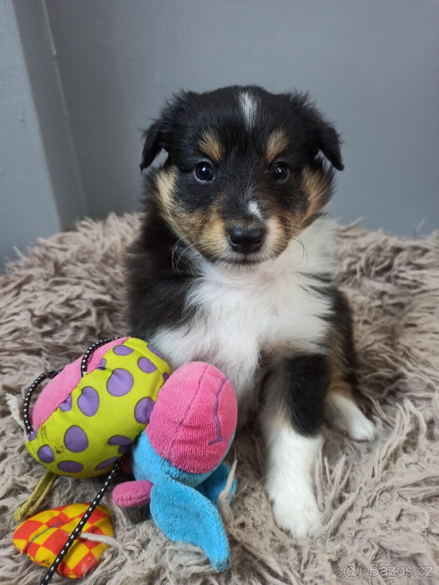 Owczarek szetlandzki piesek trikolor - 6