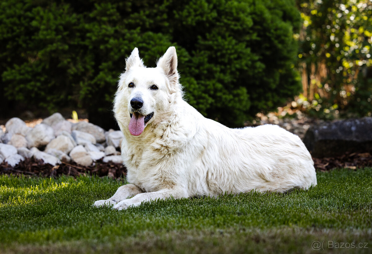 Štěňátka - bílý švýcarský ovčák - 6