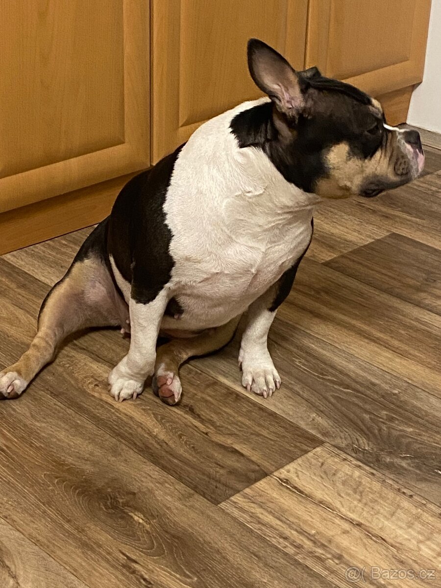 American Bully Pocket - 6