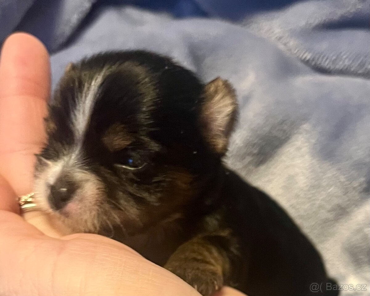 Jorkšírský teriér - 6