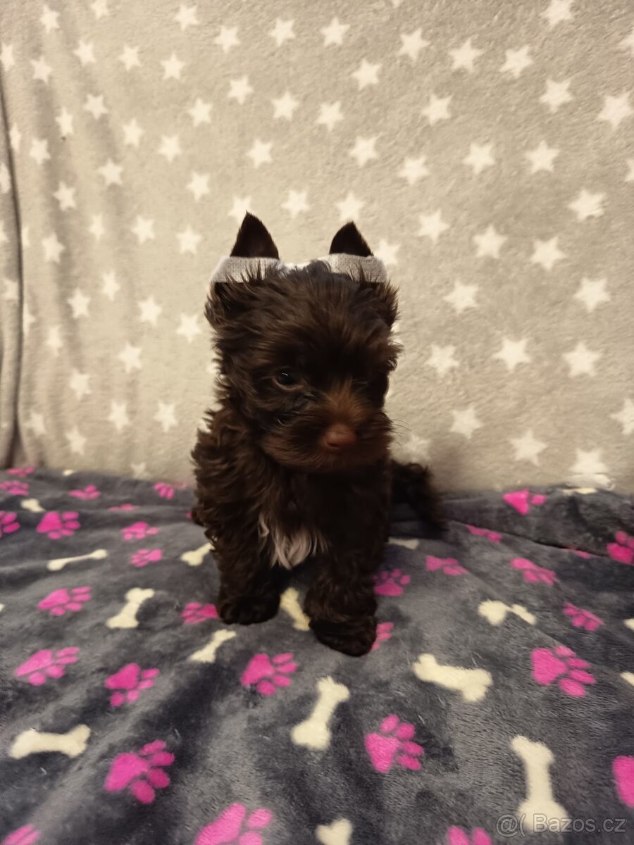 Štěňata s PP Jorkšírský teriér, Chocolate - 6