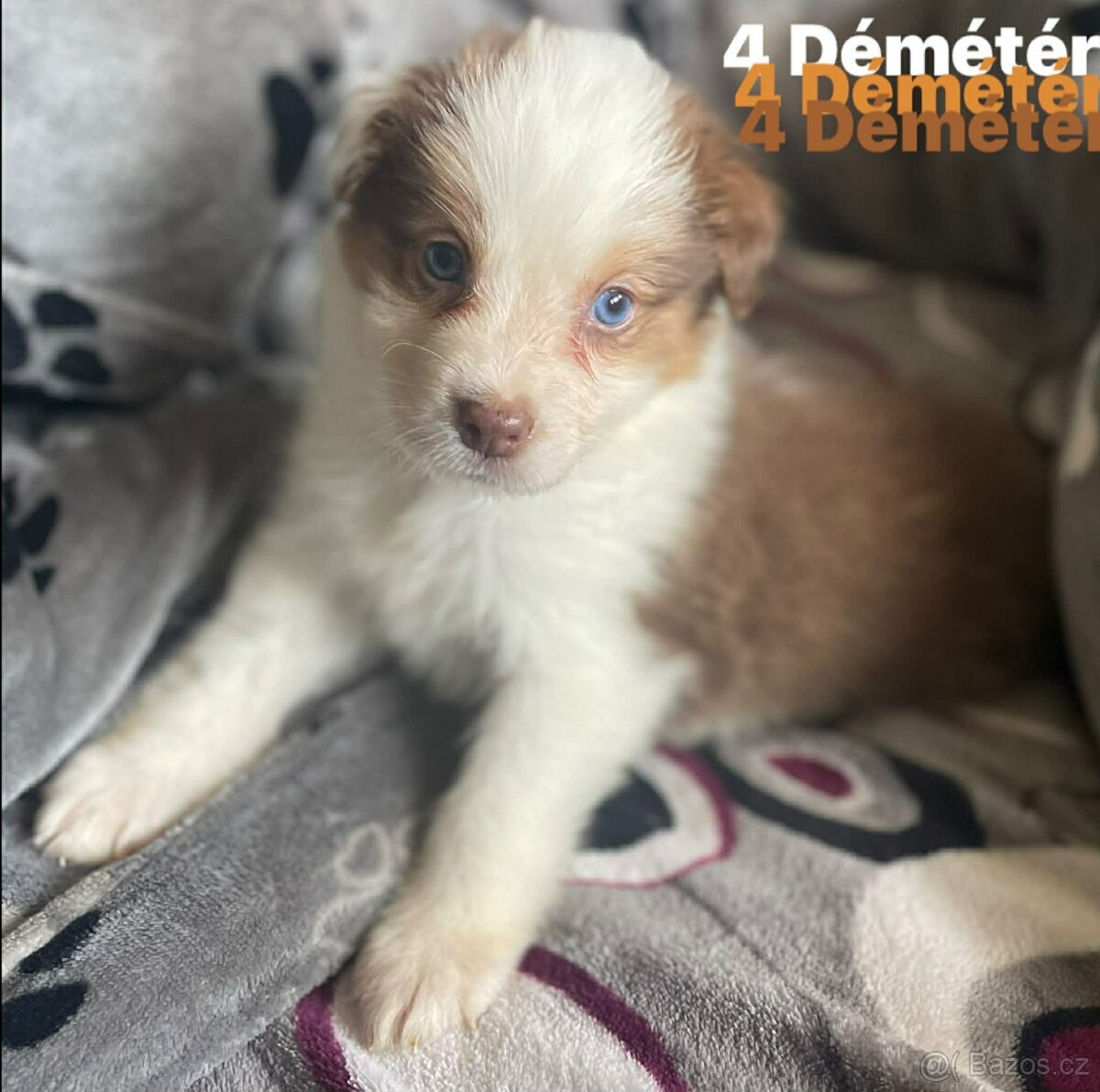 Border kolie s pp - 6