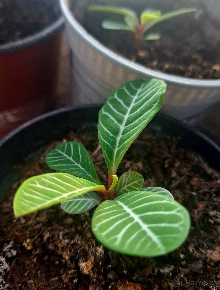 Pryšec Běložilný - 6