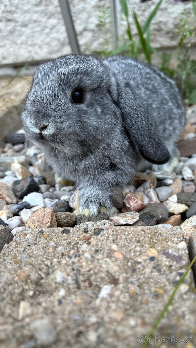 Zakrslý králík - beránek - 6