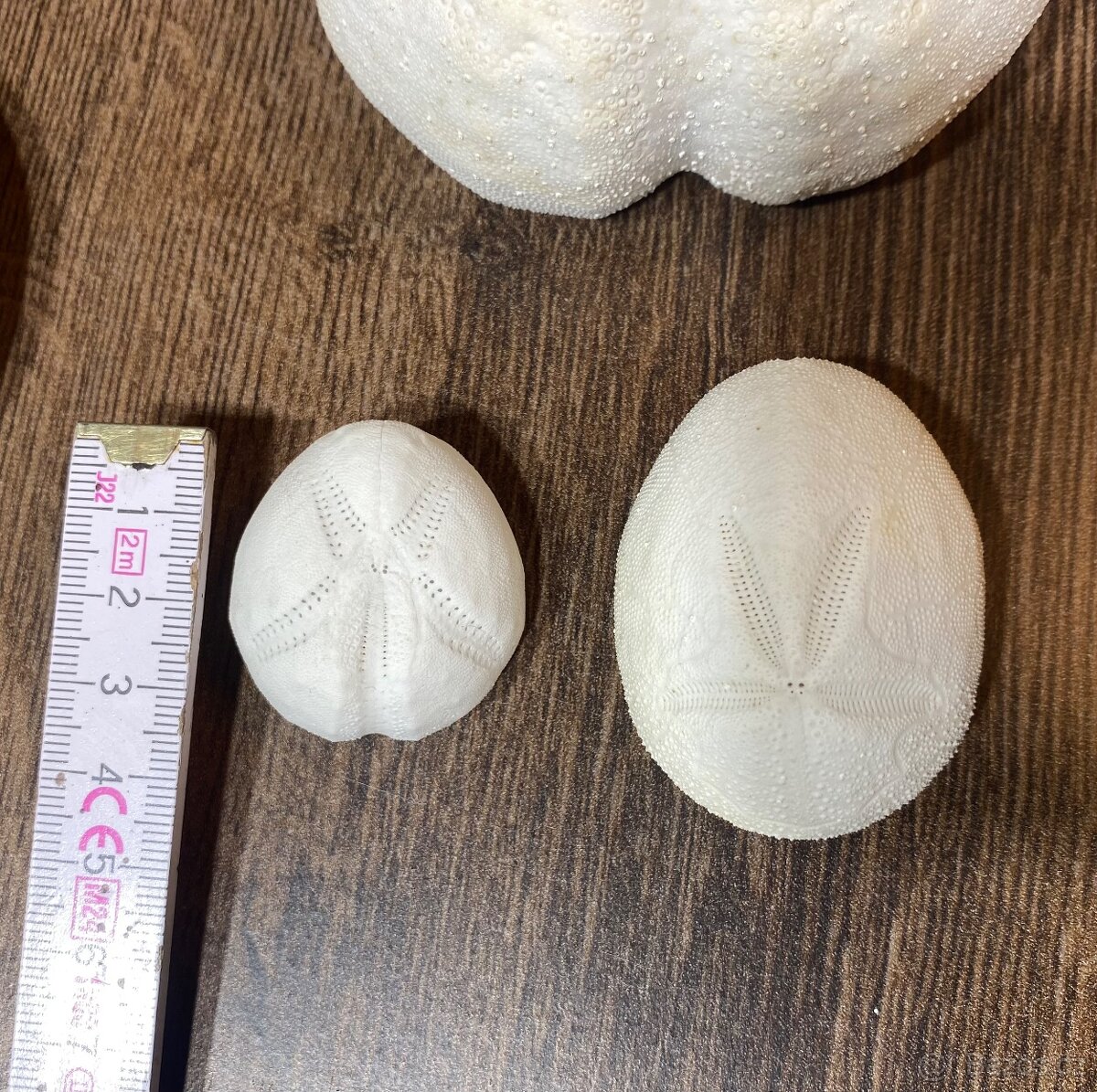 Mušle, Mechovky, Ježci, Krabi atd. - 6