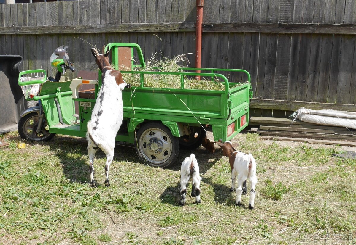 Holandská plemenná zakrslá koza - 6