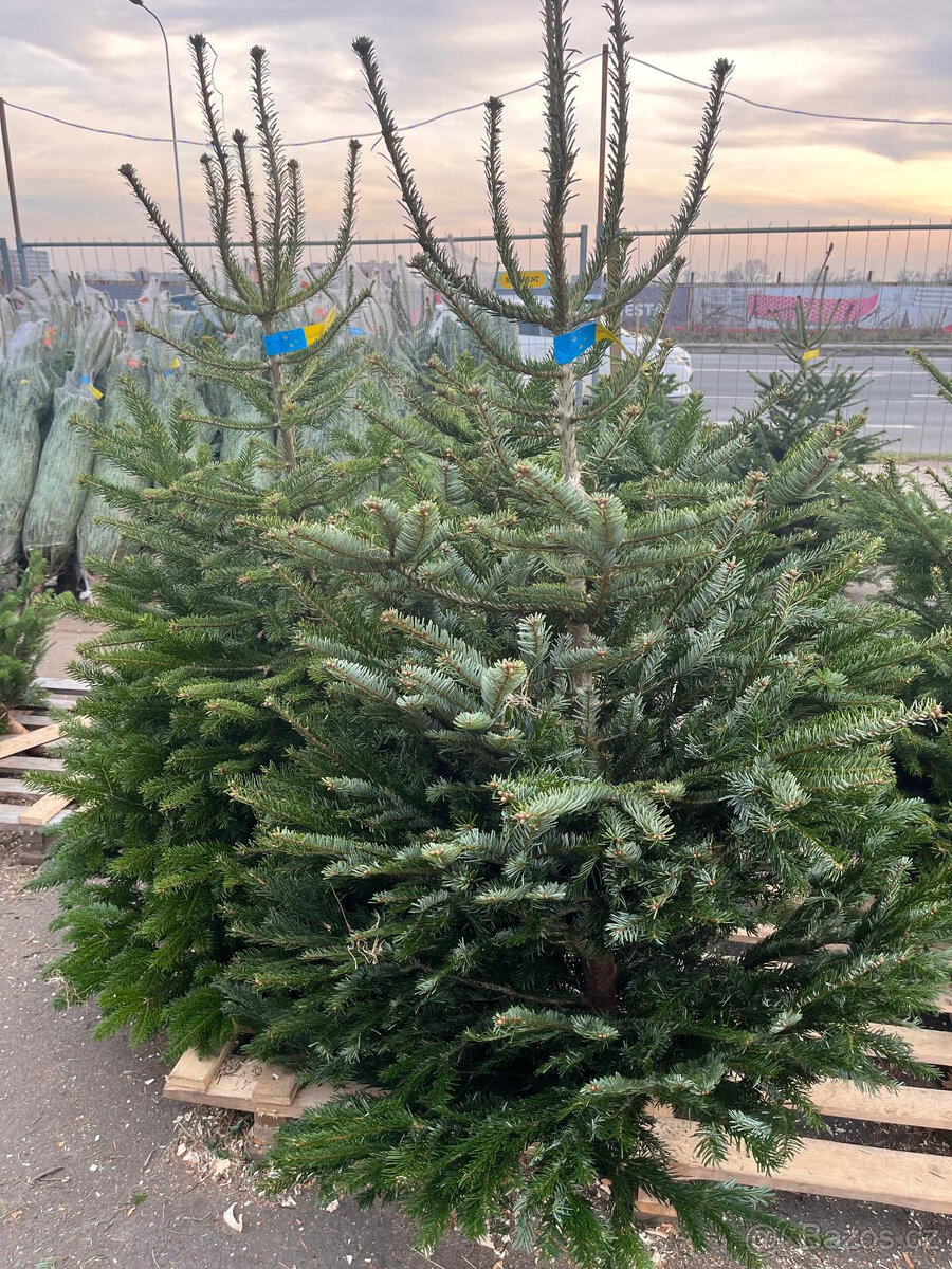 VÁNOČNÍ STROMKY - 6