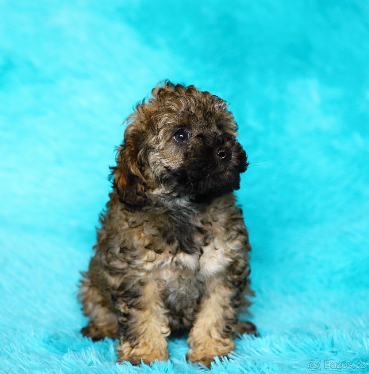 Pudl trpasličí - fenka - 6