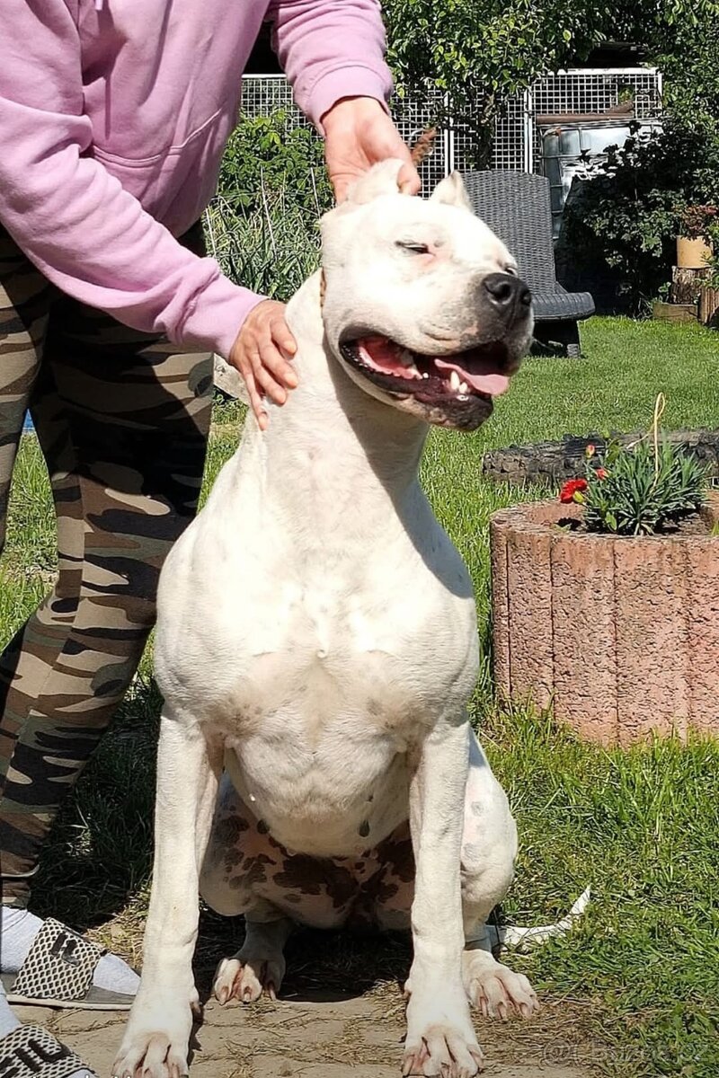 Argentínska doga s PP - 6